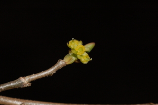 Lindera benzoin, Northern Spicebush, flower