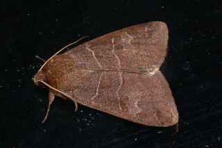Cissusa spadix, Black-dotted Brown