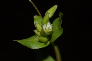 Stellaria media, Common Chickweed, flower