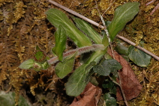 Erigeron pulchellus