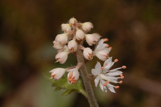 Tiarella cordifolia, Foamflower