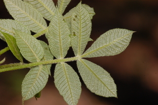 Carya pallida, Sand Hickory, leaf bottom