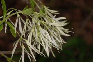 Chionanthus virginicus, White Fringetree