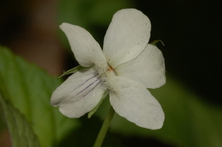 Viola striata, flower