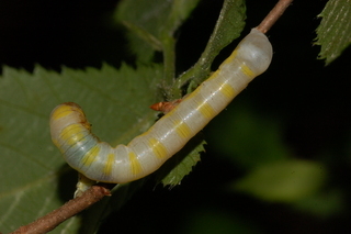 Lithophane querquera, Shivering Pinion, eating larva of Alsophila pometaria, Fall Cankerworm