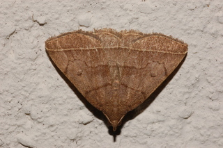 Zanclognatha cruralis, Early Zanclognatha Moth