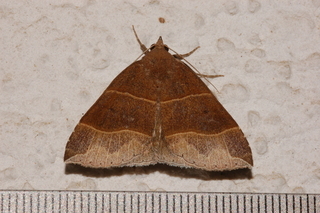Parallelia bistriaris, Maple Looper Moth
