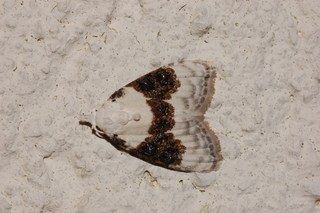 Nola pustulata, Sharp-blotched Nola Moth
