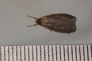 Crambidia uniformis, Uniform Lichen Moth