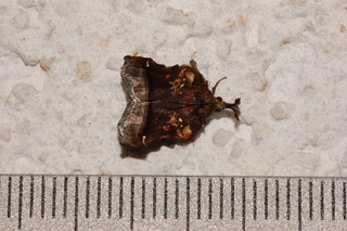 Clydonopteron sacculana, Trumpet Vine Moth