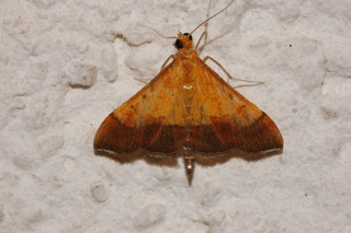 Pyrausta bicoloralis, Bicolored Pyrausta Moth
