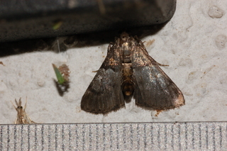 Macalla zelleri, Zellers Epipaschia Moth