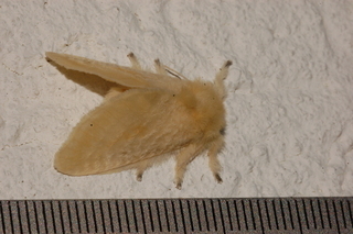 Lagoa lacyi, Florida Flannel Moth
