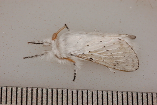 Artace cribrarius, Dot-lined White