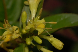 Diervilla sessilifolia, Southern Bush Honeysuckle
