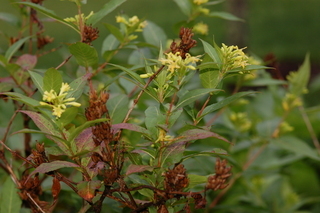 Diervilla sessilifolia, Southern Bush Honeysuckle