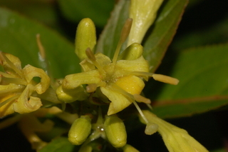 Diervilla sessilifolia, Southern Bush Honeysuckle, flower