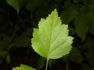 Crataegus marshallii, Parsley Hawthorn, leaf top