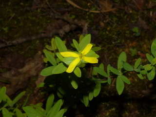 Hypericum hypericoides, St Andrews Cross, flower