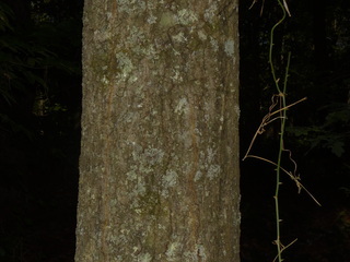Quercus hemisphaerica, Darlington Oak