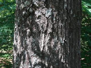 Quercus hemisphaerica, Darlington Oak