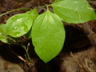 Smilax rotundifolia, Roundleaf Greenbrier