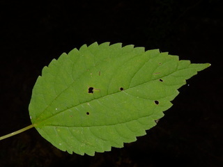 Boehmeria cylindrica, Smallspike False Nettle