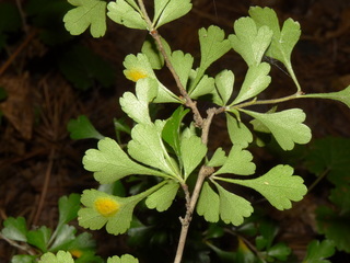 Crataegus spathulata, Littlelip Hawthorn