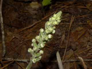 Goodyera pubescens, Rattlesnake Plantain