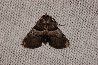 Macalla zelleri, Zellers Epipaschia Moth