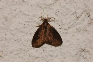 Cryptothelea nigrita, Nigrita Bagworm Moth