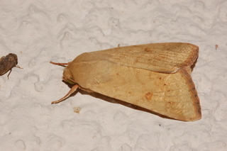 Helicoverpa zea, Bollworm