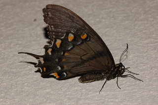 Papilio glaucus, Eastern Tiger Swallowtail, dark form, underside