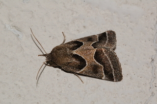 Schinia rivulosa, Ragweed Flower Moth