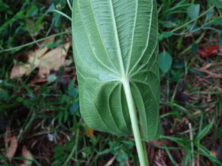 Sagittaria latifolia, Broadleaf Arrowhead