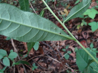 Vernonia altissima, Ironweed