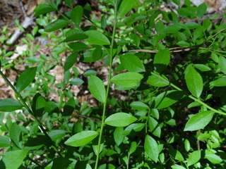 Vaccinium elliottii, Swamp Blueberry