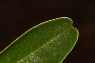 Pyracantha koidzumii, Formosa Firethorn