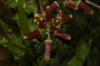 Erechtites hieracifolia, Fireweed