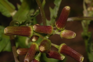 Erechtites hieracifolia, Fireweed
