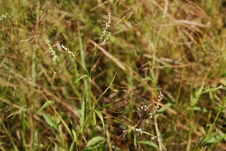 Polygonum hydropiperoides, Swamp Smartweed