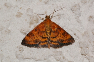 Pyrausta subsequalis, Pyrausta Moth