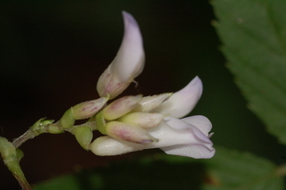 Amphicarpaea bracteata, American Hogpeanut