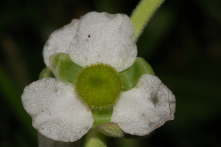 Sagittaria latifolia, Broadeaf Arrowhead, female flower