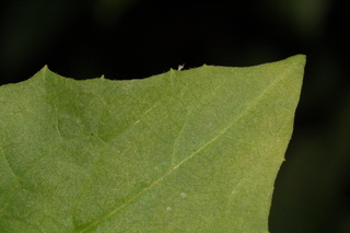 Lactuca floridana, Woodland Lettuce