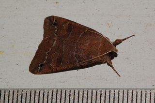 Cissusa spadix, Black-dotted Brown