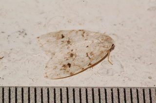 Clemensia albata, Little White Lichen Moth