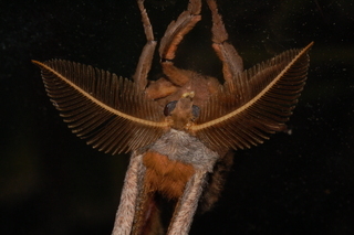 Antheraea polyphemus, Polyphemus Moth, male, antennae