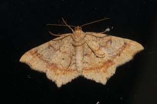 Macaria bisignata, Red-headed Inchworm Moth, underside