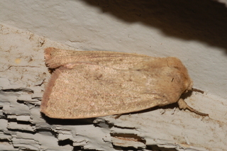 Helicoverpa zea, Corn Earworm Moth, maybe
